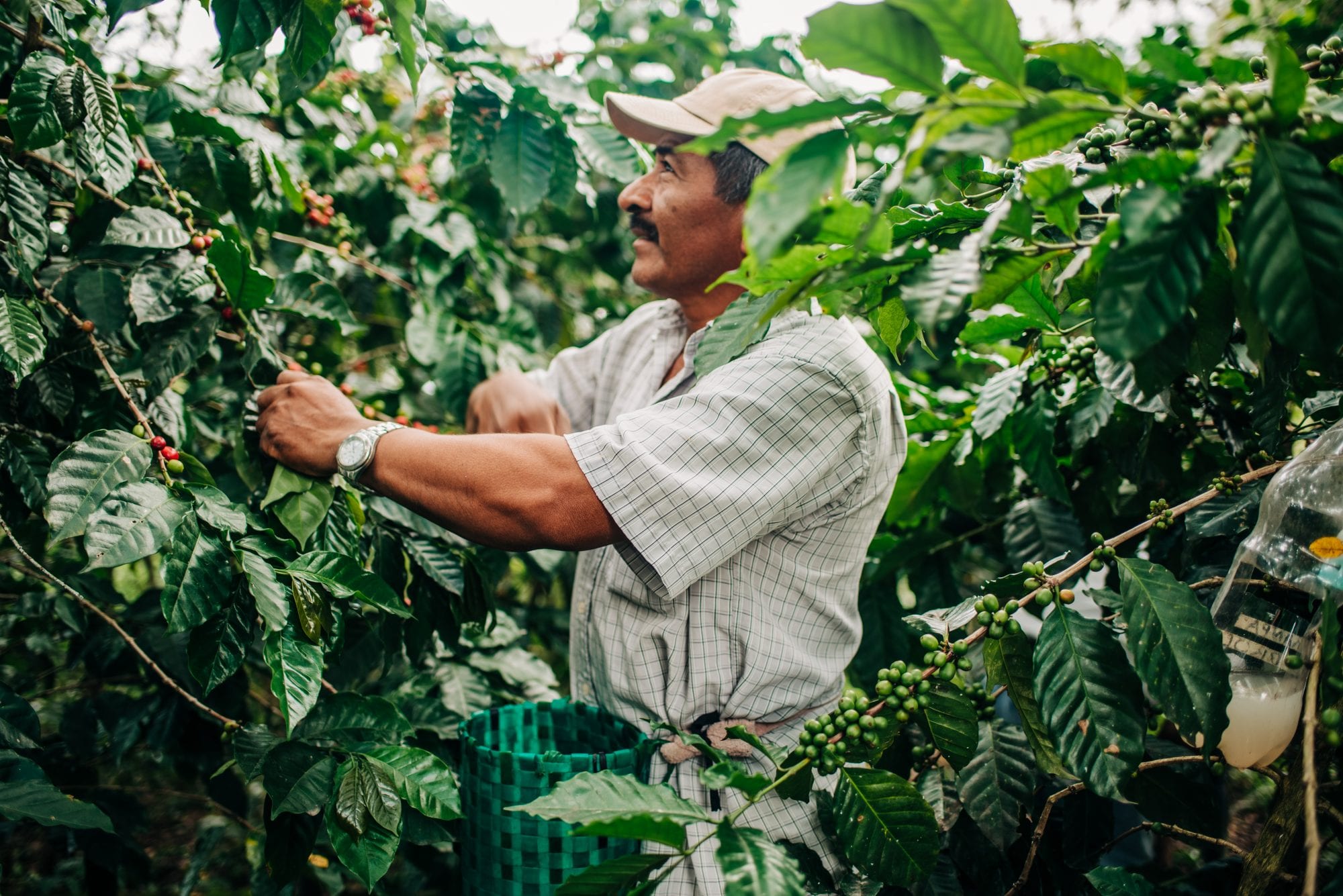 A coffee farmer in Honduras picks coffee cherries.
