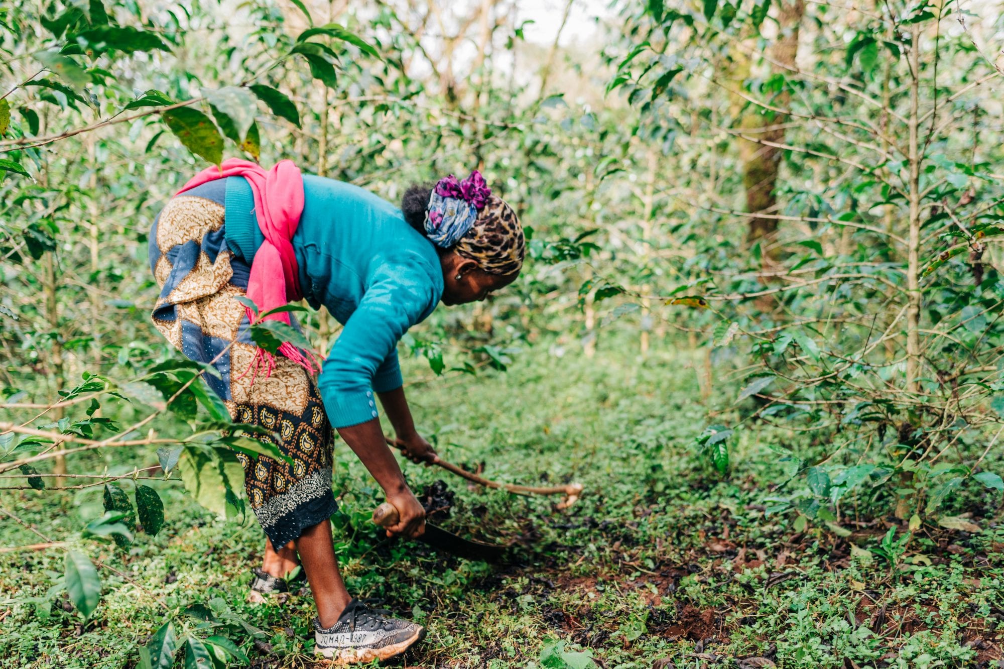 the lasting impact of coffee made all the difference for Lubaba. Here, she tends to her coffee trees in western Ethiopia