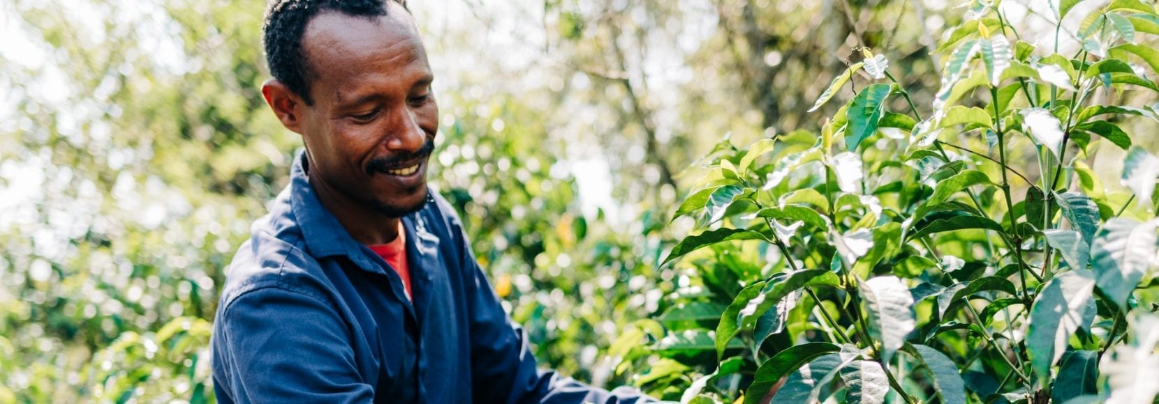 Adugna Feye is a coffee farmer in western Ethiopia