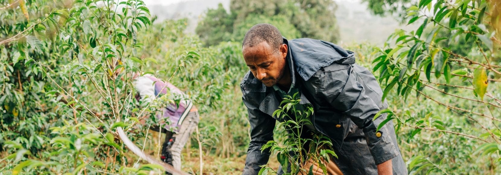 A coffee farmer in Ethiopia tends to his farm