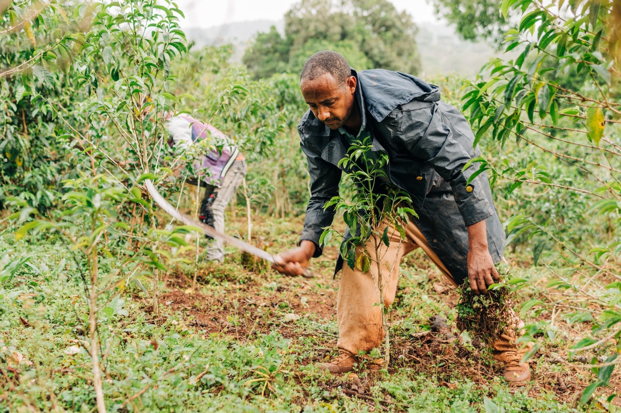 A coffee farmer in Ethiopia tends to his farm