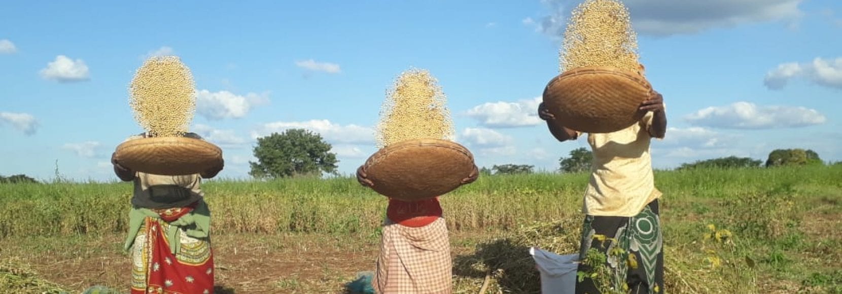 Three farmers tossing their soybean crops