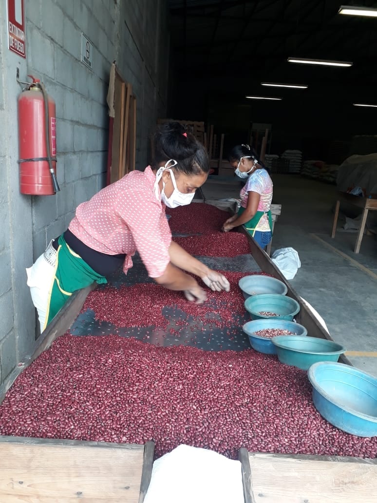 Women bean farmers in Honduras practice physically distant sorting.