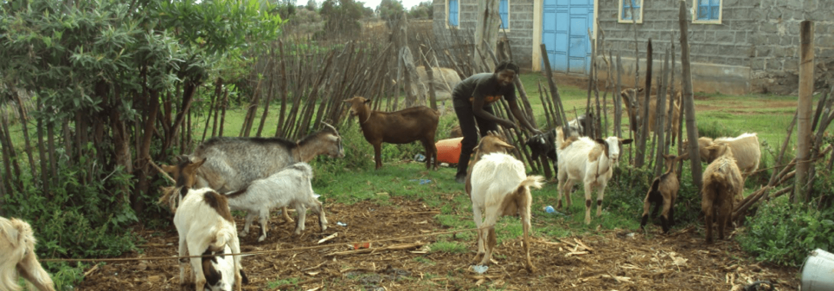 Mary tends to her goats on her property in Kenya