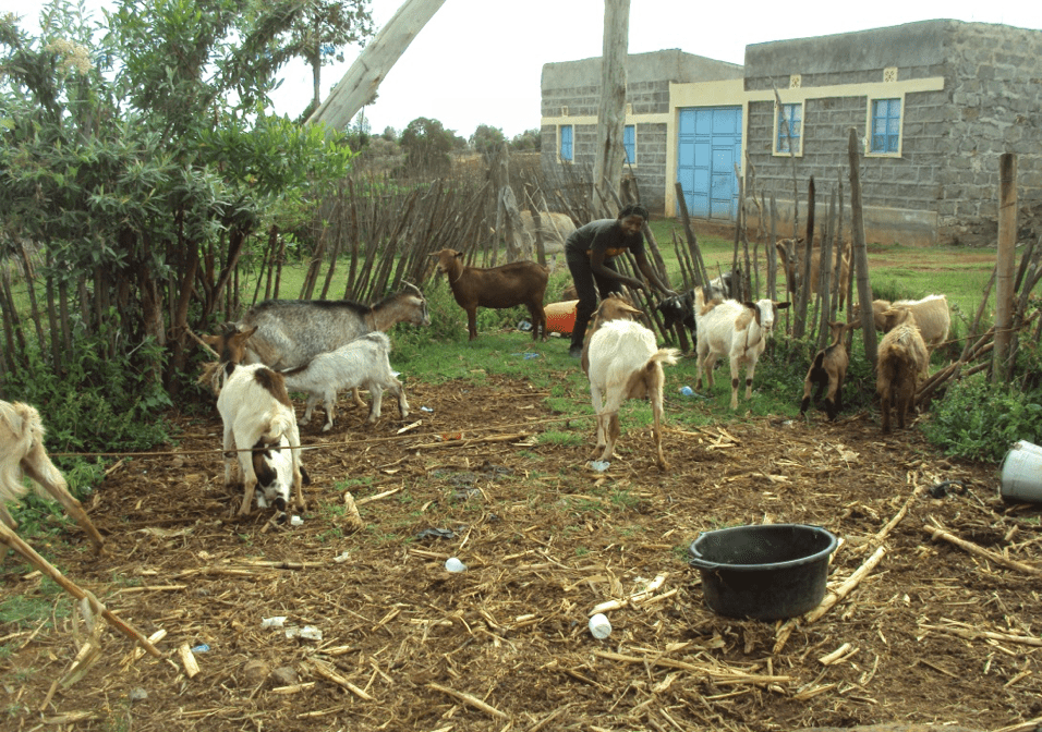 Mary tends to her goats on her property in Kenya