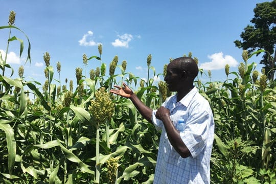 Sorghum and barley grows in Uganda. Beer is a beverage that will be impacted by climate change.