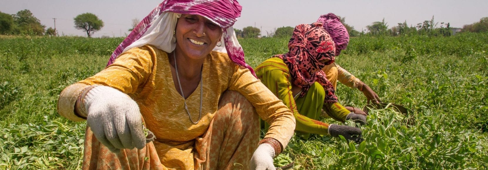 Women harvest peas in India