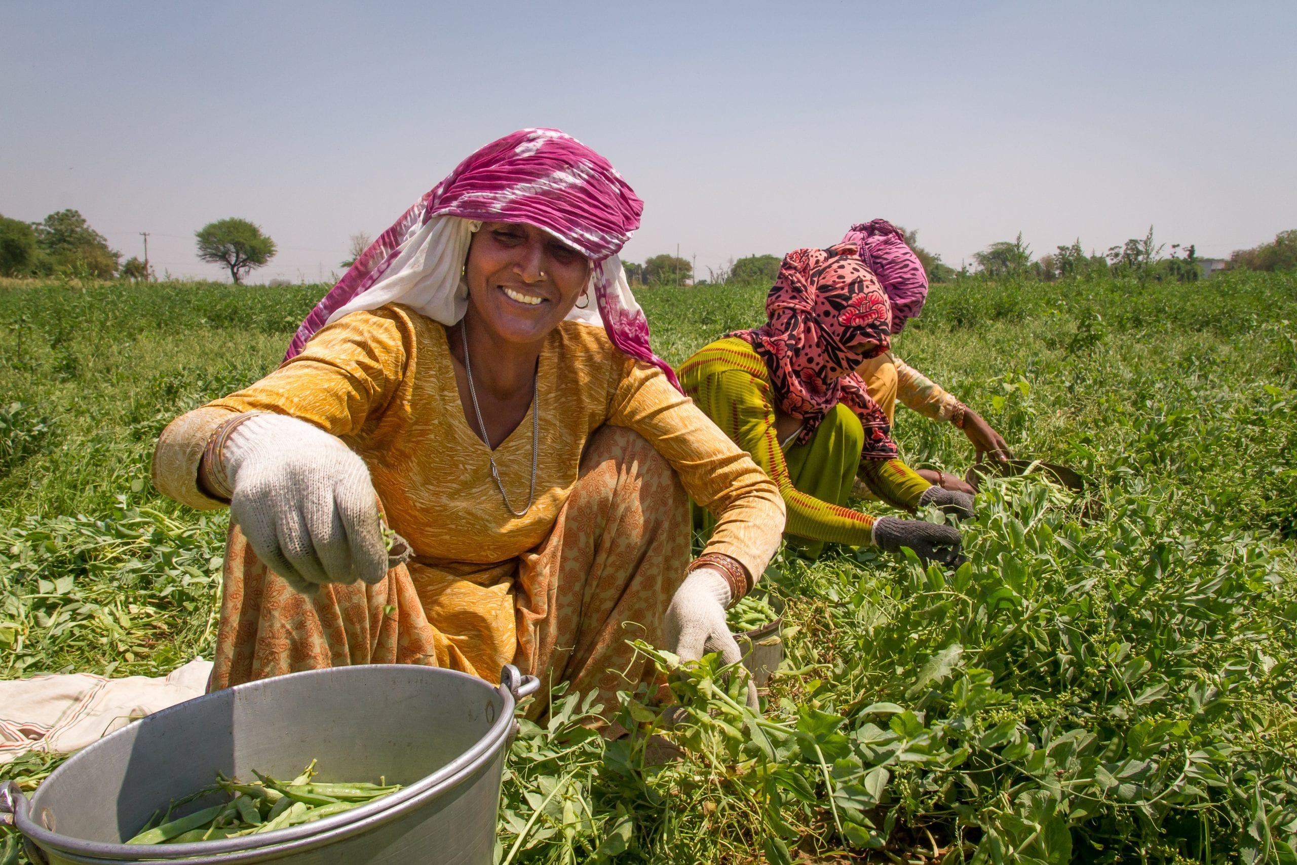 Women harvest peas in India
