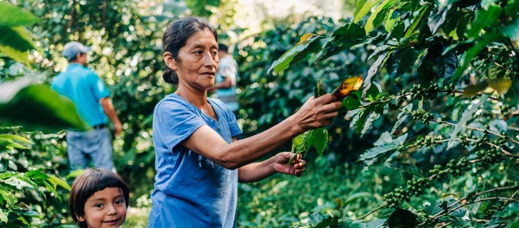 Coffee helps create opportunity for millions of people around the world, like this family picking fruit from vines 