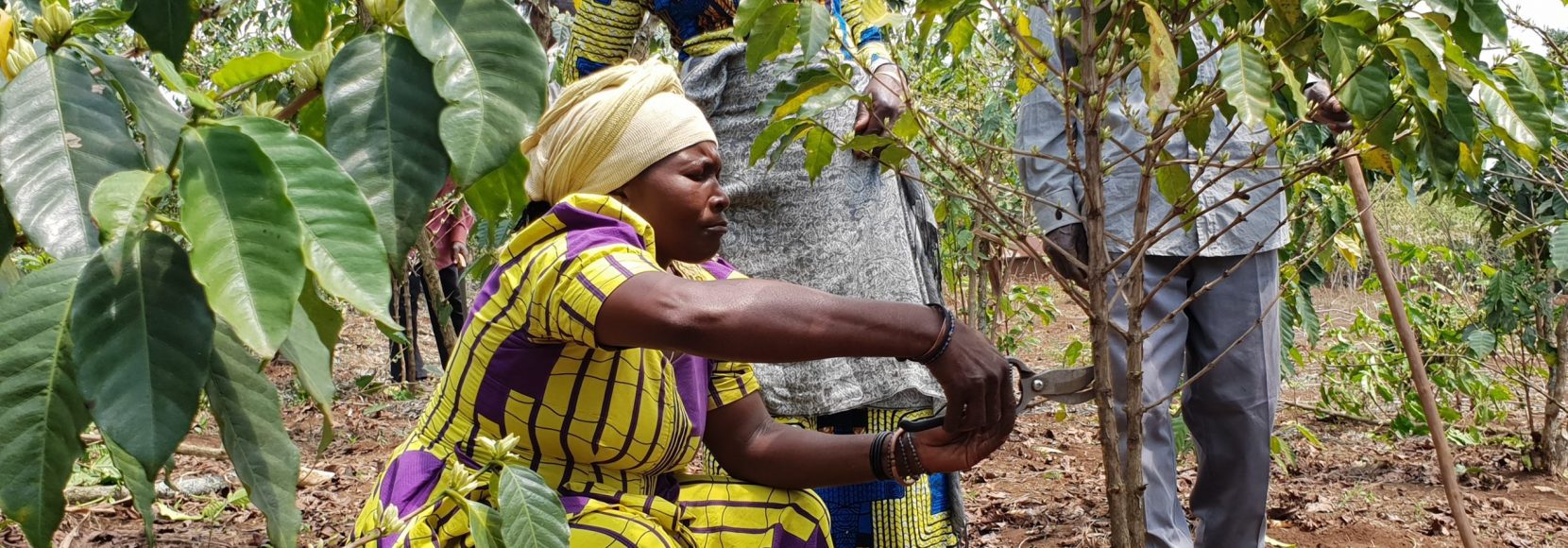 Coffee farmers in the Democratic Republic of Congo tend to their coffee trees
