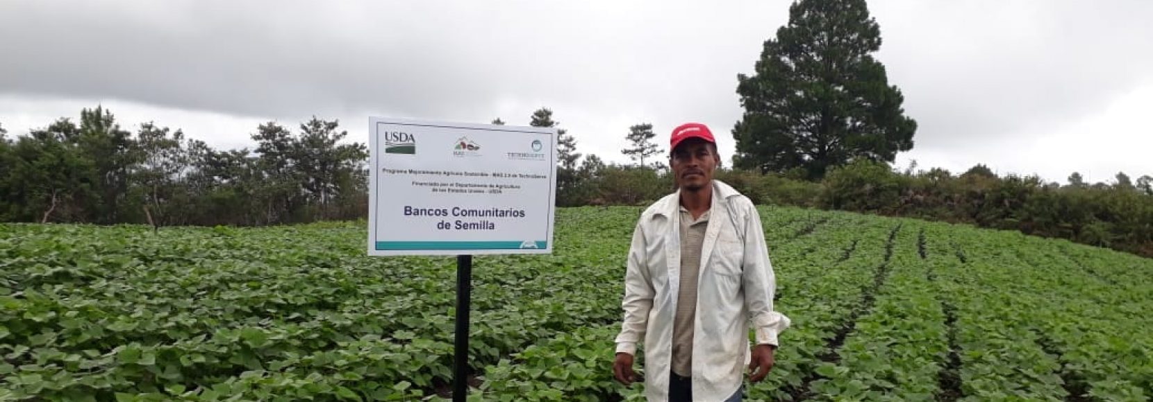 A bean farmer standing proudly in a field in Honduras