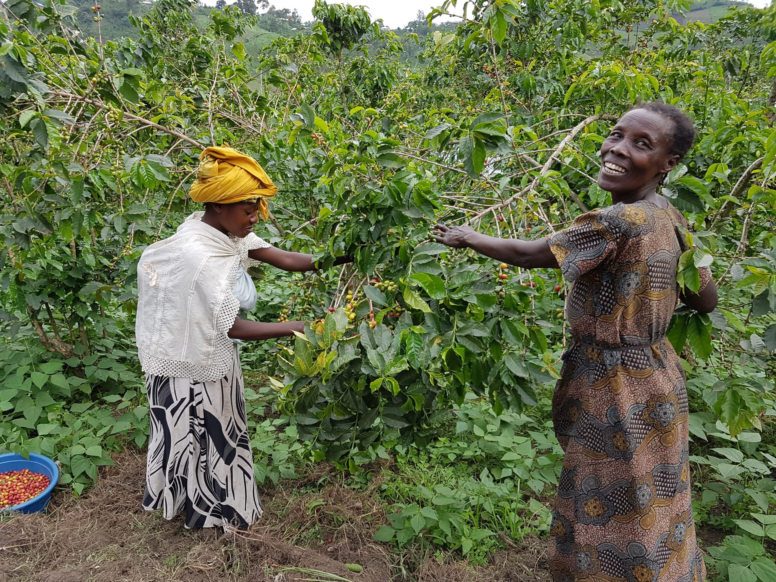 A mother and daughter harvesting the first cherries of the new harvest