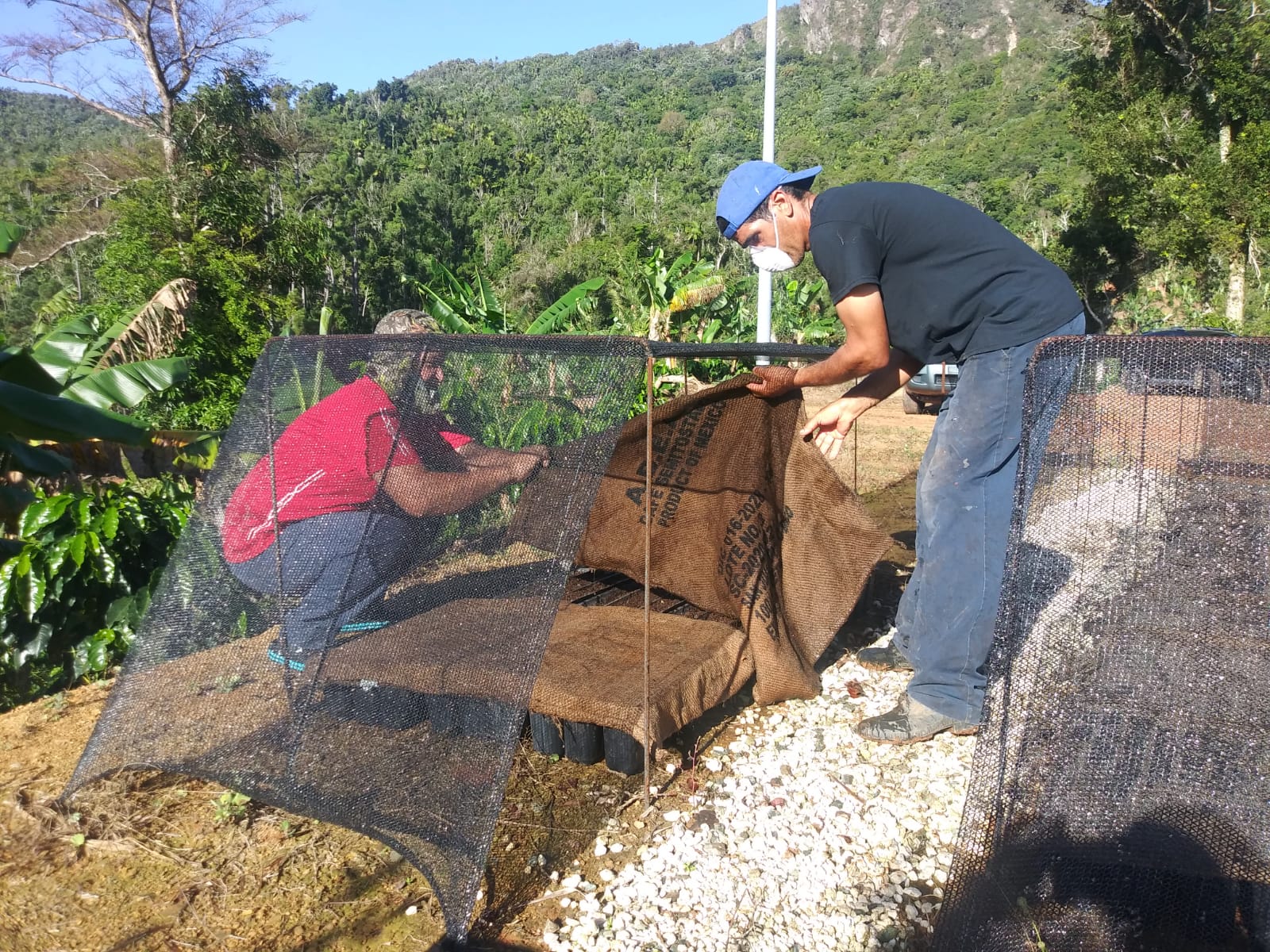 Coffee farmers in Puerto Rico work on their land