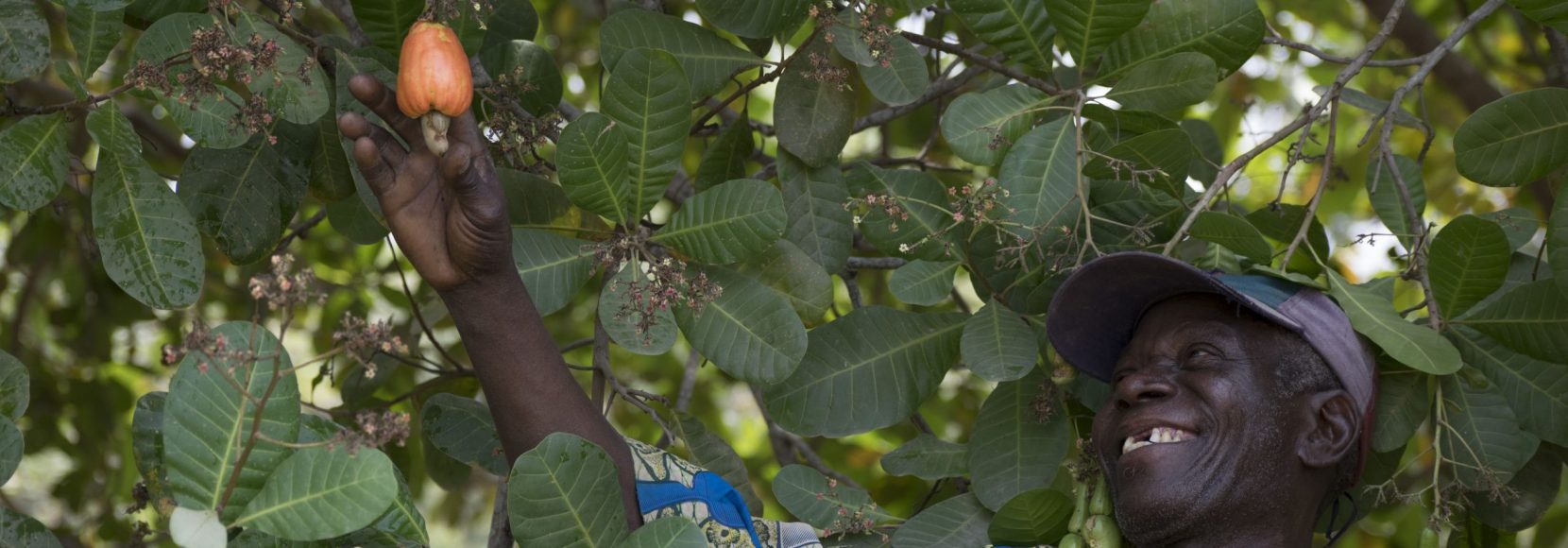 A man picks a cashew apple from a tree in Benin