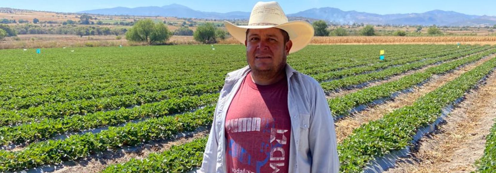 Ramiro Silva is a strawberry farmer in central Mexico