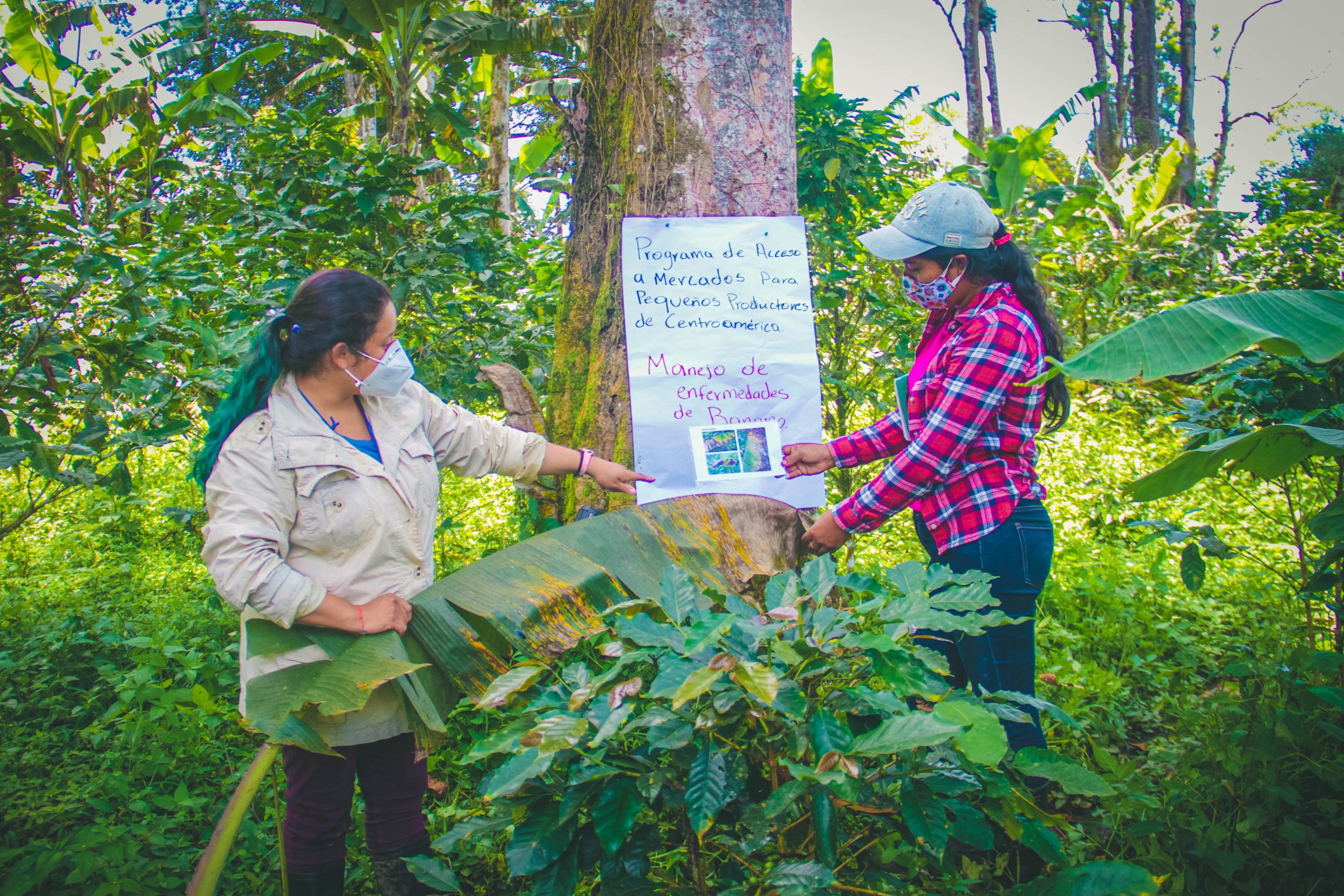 A photo of Rosa Gonzales with another TNS trainer from from TechnoServe’s Smallholder Market Access Program , standing in a densely forested area by coffee and banana trees placing a sign on a tree written in Spanish that says “Programa de acceso a Mercados para pequeños productores de Centroamérica. English translation: “Market access program for small producers in Central America.”The woman on the right is wearing a tan jacket and pants with her hair in a ponytail, while the woman on the right is wearing a red checkered shirt, jeans, and a baseball cap. Both women are wearing masks due to the COVID-19 pandemic and have their hair tied back in a ponytail.