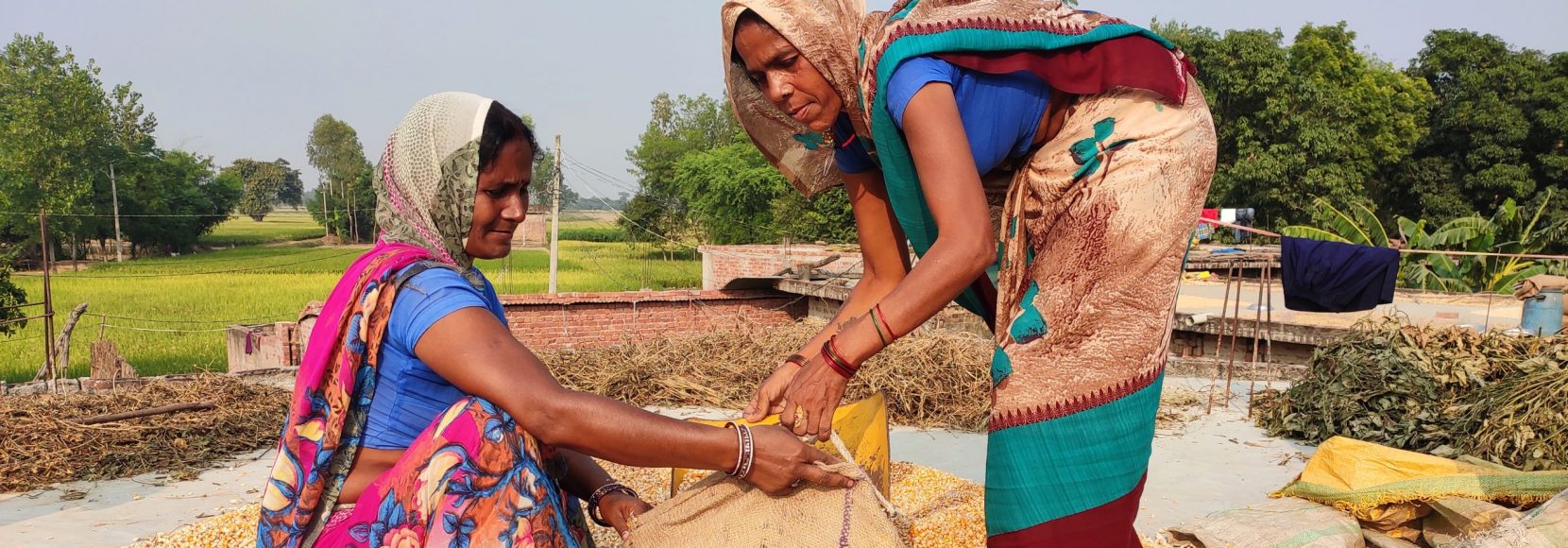How can charitable giving fight poverty? Page hero image -Maize procurement in Uttar Pradesh, India