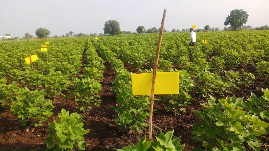 The creation of yellow sticky traps is an example of microenterprise development. In this picture, a farmer monitors yellow sticky traps in his field.