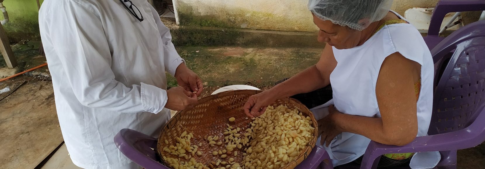 A family-run small business in Brazil produces fresh garlic.