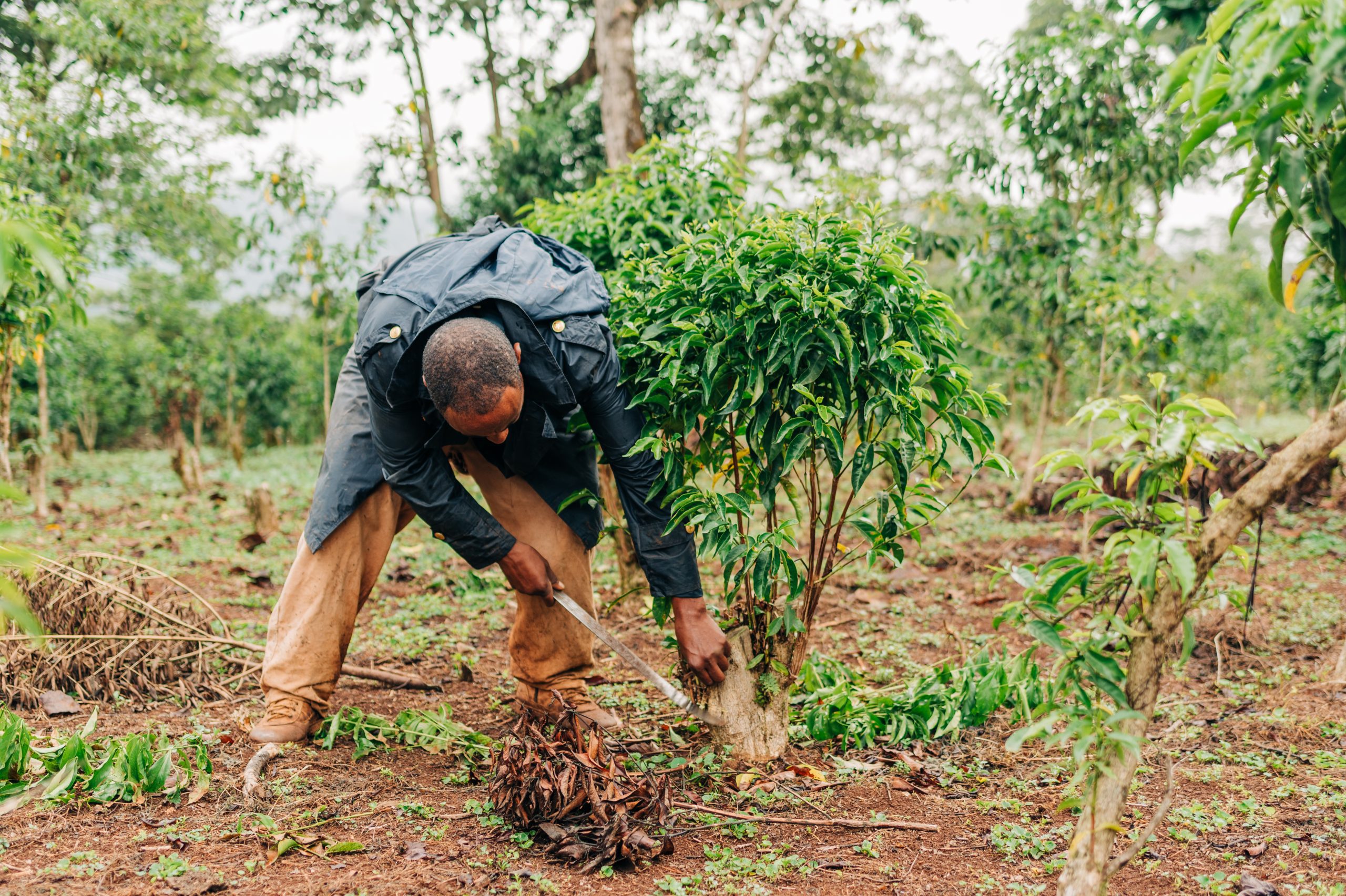 Case Study - Human-Centered Design - A coffee farmer in Ethiopia tends to his coffee trees.