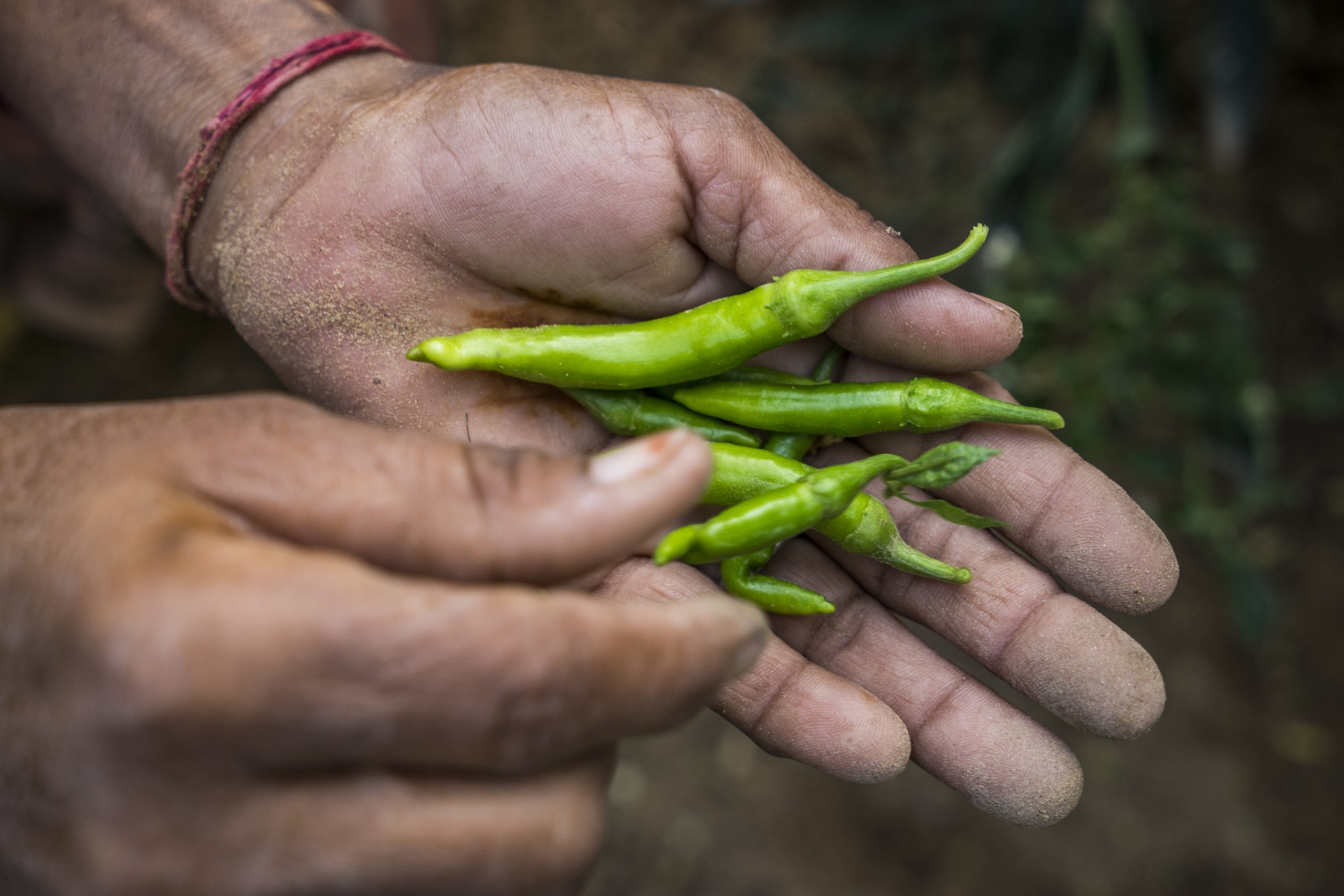 Small-scale farmers in India learn how to grow organic kitchen gardens. Image of a hand outstretched with vegetables. 