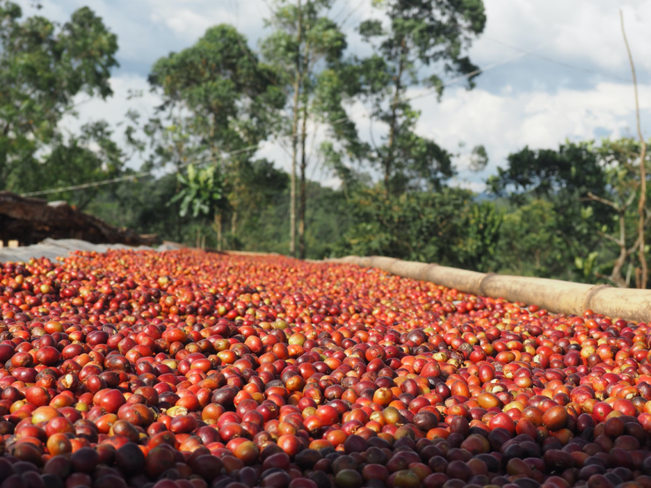 Coffee helps hardworking people provide a better future for their families