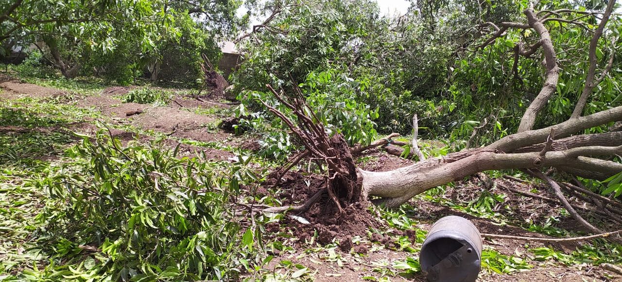 Farmers in India are battling the effects of Cyclone Tauktae. A downed mango tree in the aftermath of the storm.