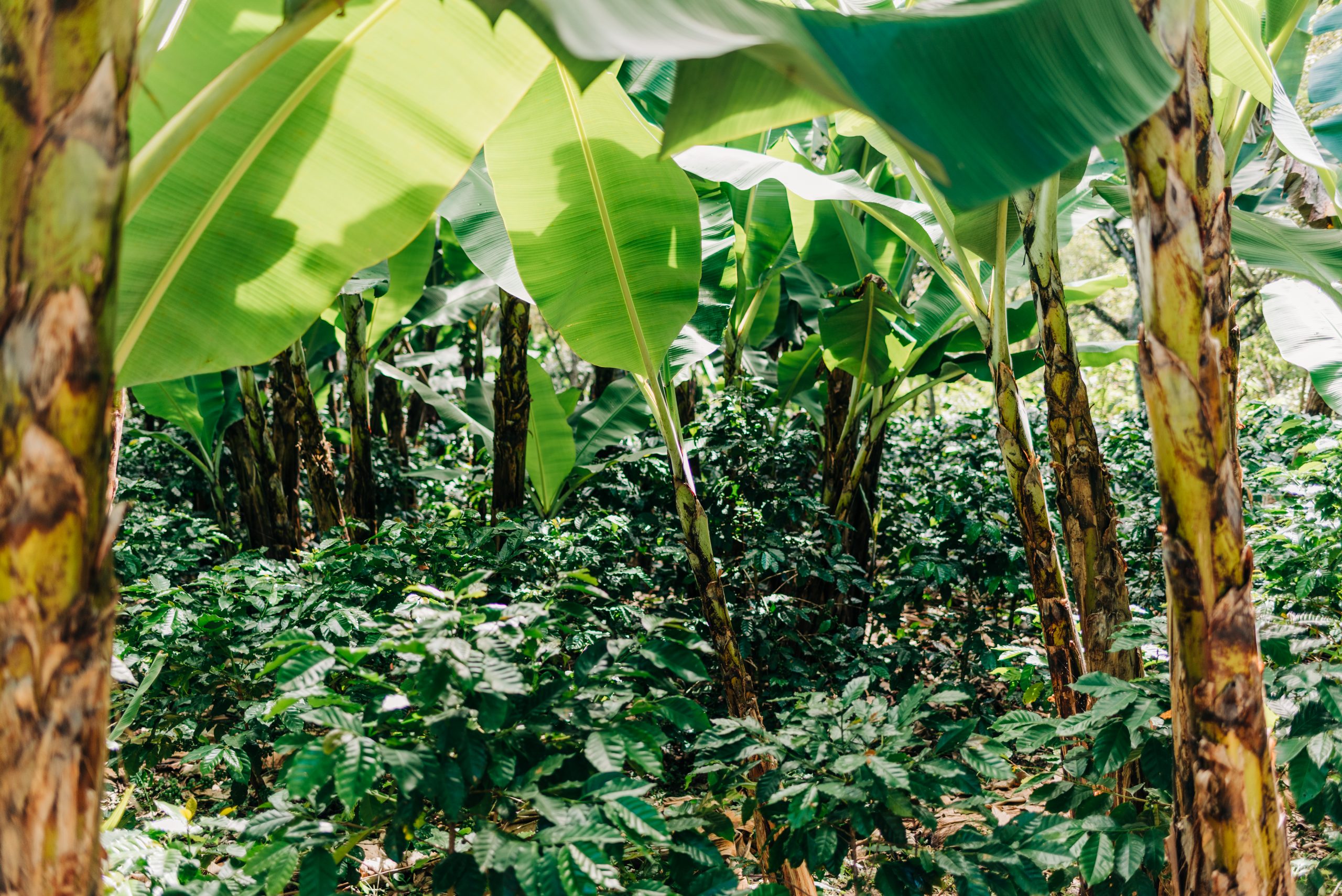 Coffee trees grow under the shade of banana trees in Honduras.