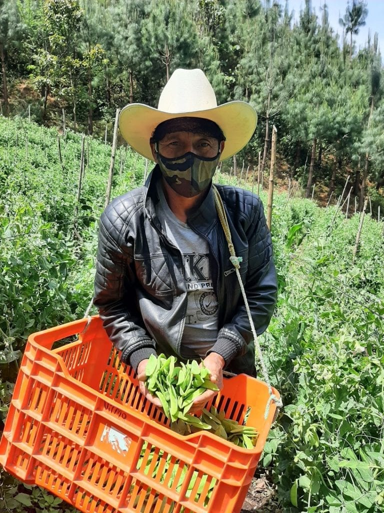 climate change is creating new challenges for farmers like Manuel Guarcas Batz, seen here picking peas from his farm in central Guatemala