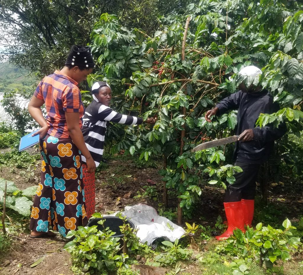  smallholder coffee farmers in the democratic republic of the Congo DCR