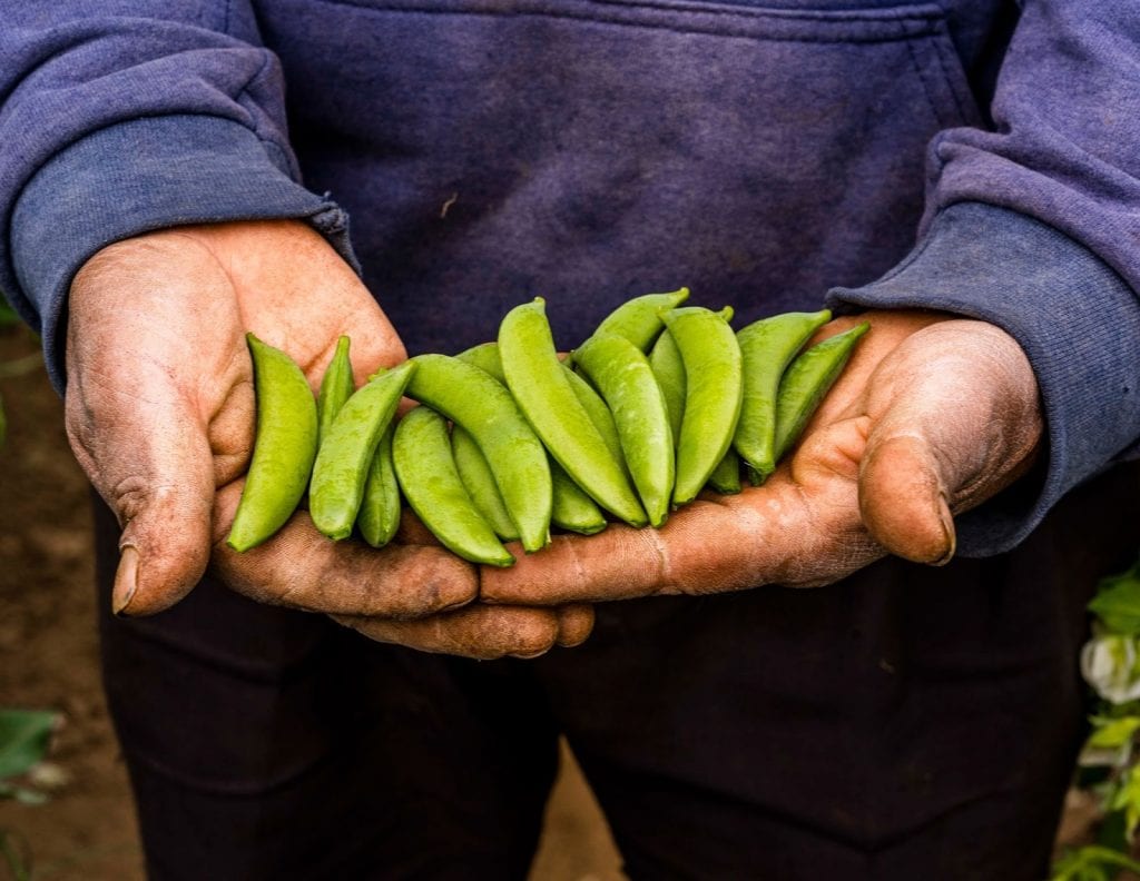 A farmer holds peas from a farm in Guatemala 