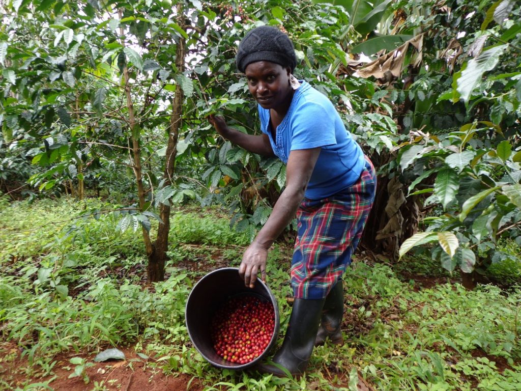 Crop to cup East African coffee farmer shows her coffee cherries