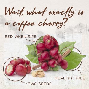 in the journey from crop to cup, coffee cherries are the first step 