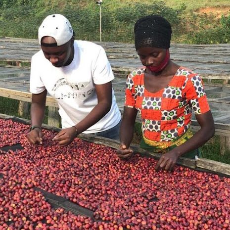 Rwandan coffee washing station staff learn how to sort cherries for natural coffee processing