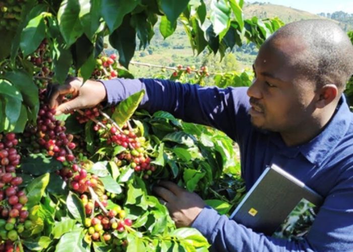 TechnoServe farmer trainer Midway Bhunu inspects a farmer’s coffee crop in Zimbabwe.