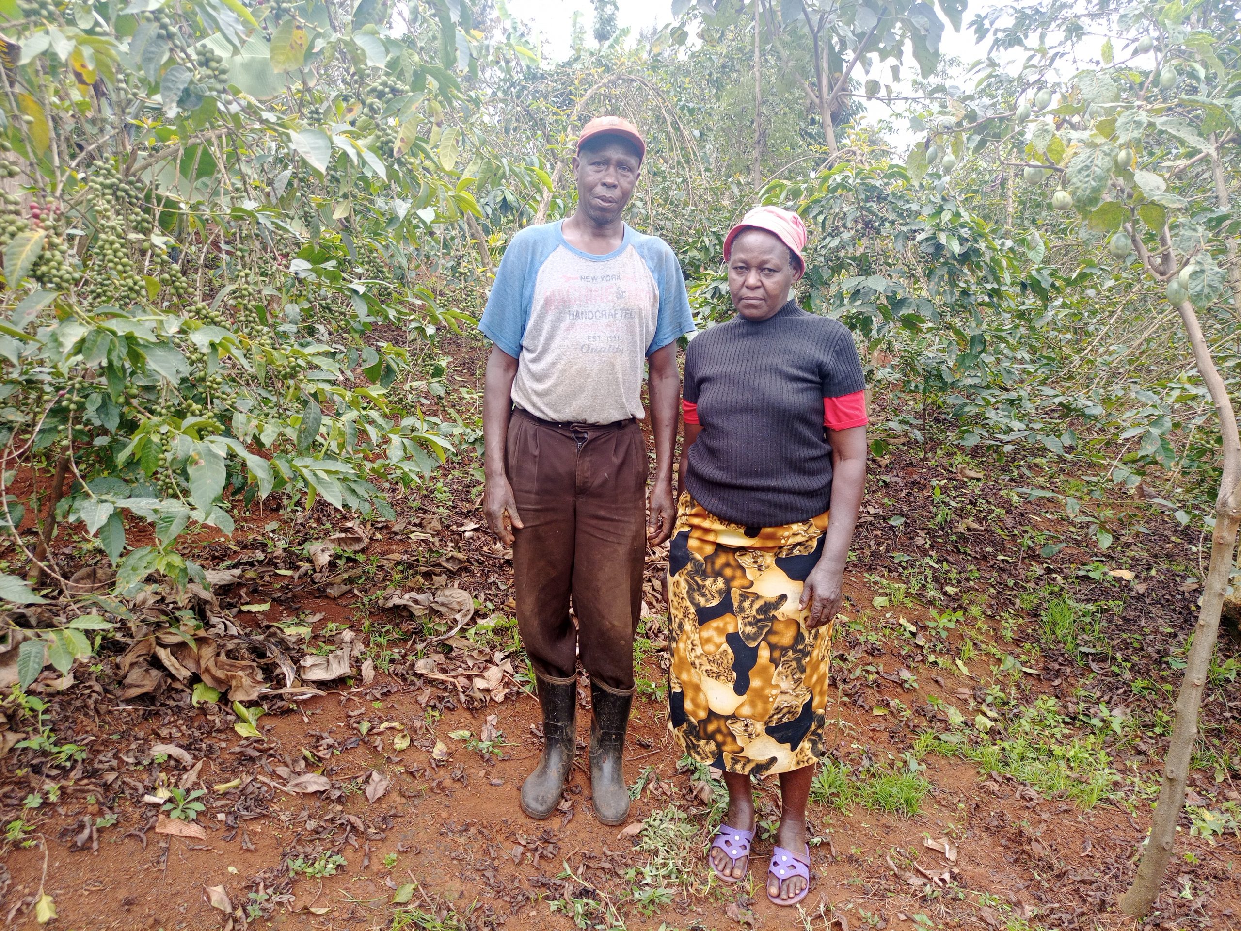 How a Kenyan Couple Sustainably Revived Their Crops - TechnoServe