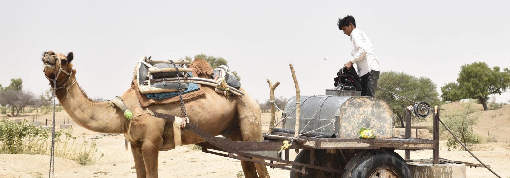 farmers-in-India-use-camel-to-draw-water-heat-wave