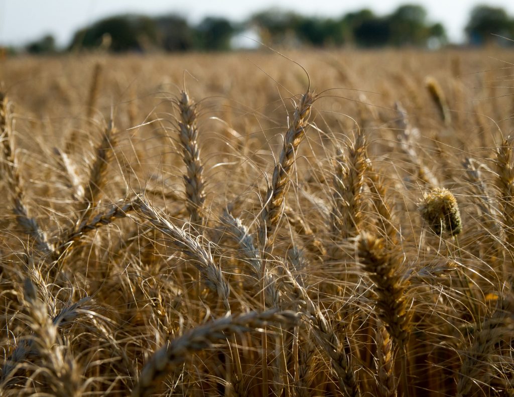 wheat-field-in-india