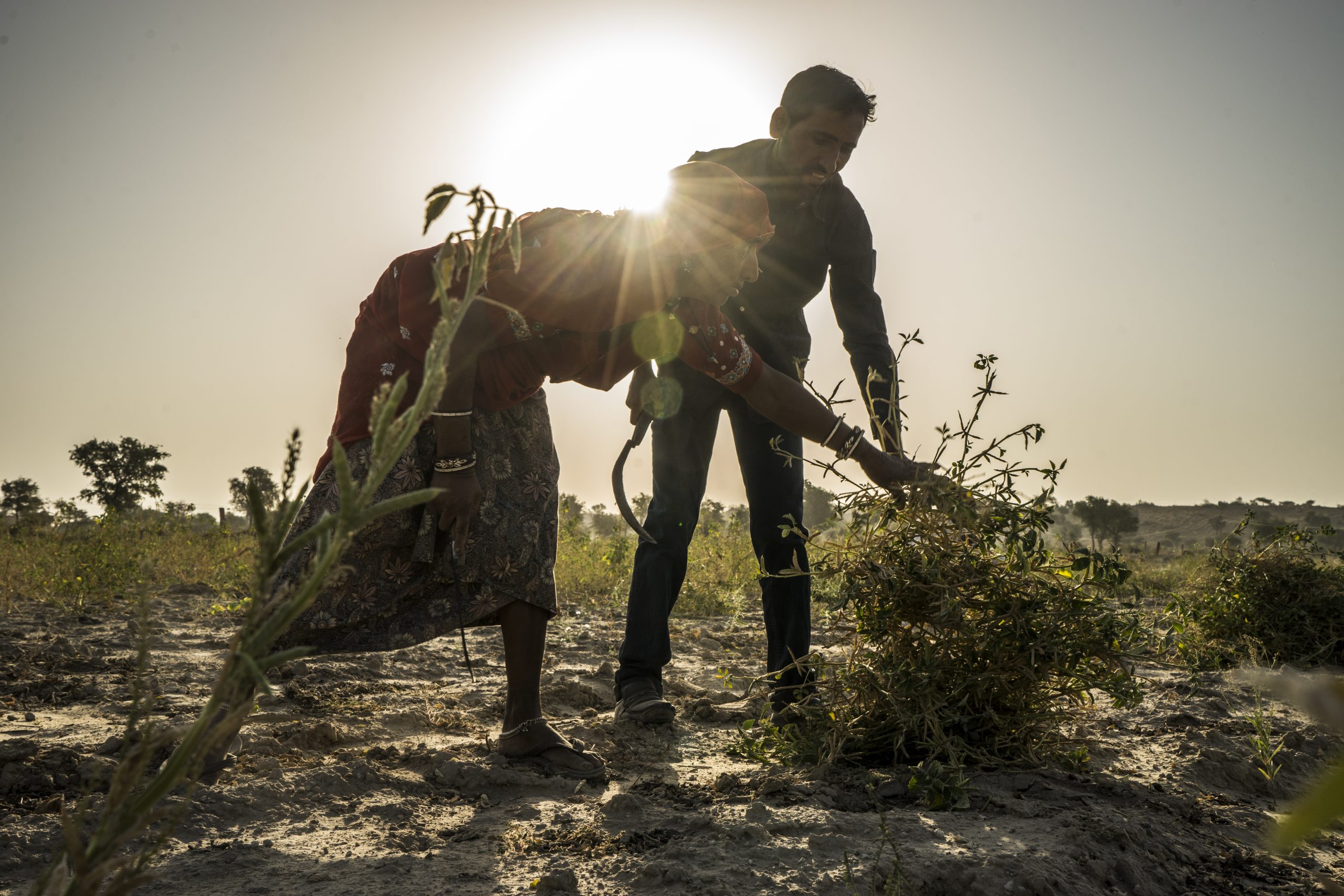 a woman and man farmer in india tend to their guar crops in the sunset
