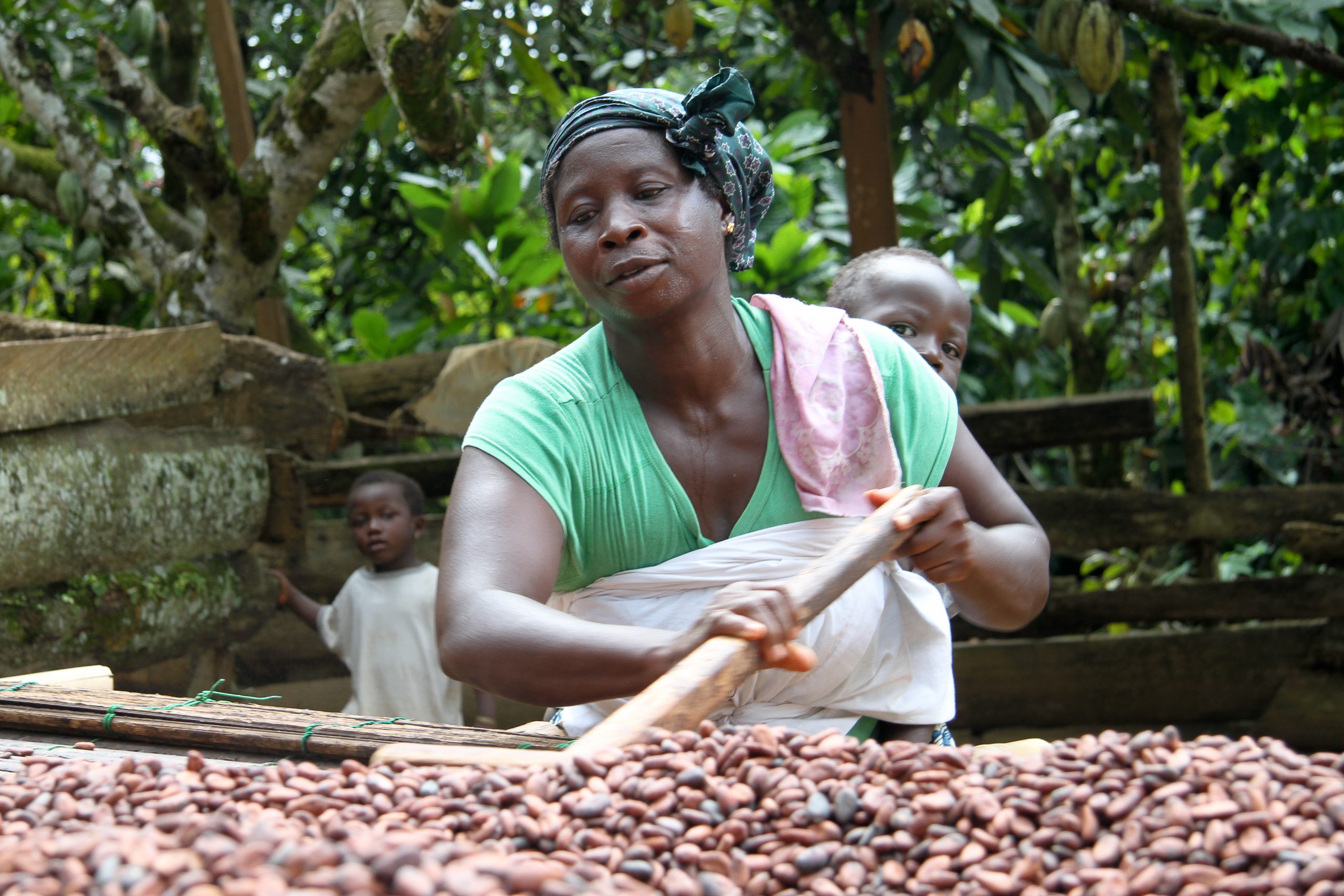 a woman in ghana, africa, racks cocoa beans with a baby on her back