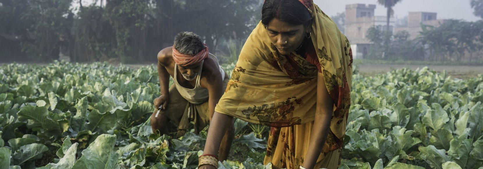 Vegetable farmer Geeta Devi (in orange), 45, a member of a Farmer's Producer Group, harvests cauliflower vegetables with her husband in her field in Machahi village, Muzaffarpur, Bihar, India on October 27th, 2016. Non-profit organisation Technoserve works with women vegetable farmers in Muzaffarpur, providing technical support in forward linkage, streamlining their business models and linking them directly to an international market through Electronic Trading Platforms. Photograph by Suzanne Lee for Technoserve