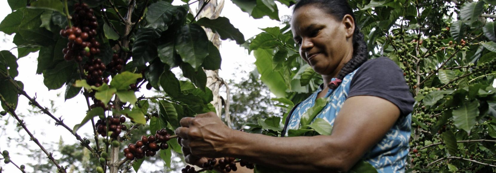 coffee farmer in Honduras