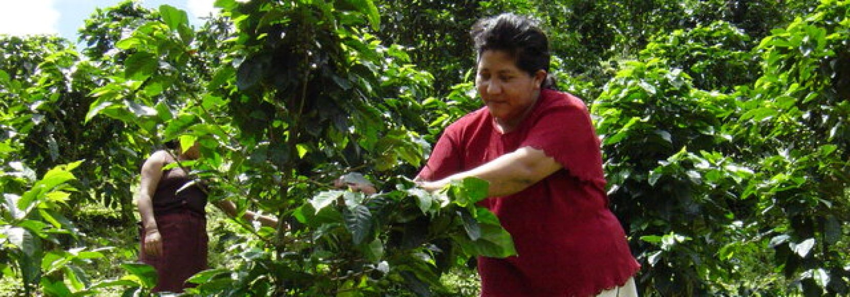 woman coffee farming in Nicaragua