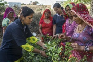woman training women farmers in india, hands on crops