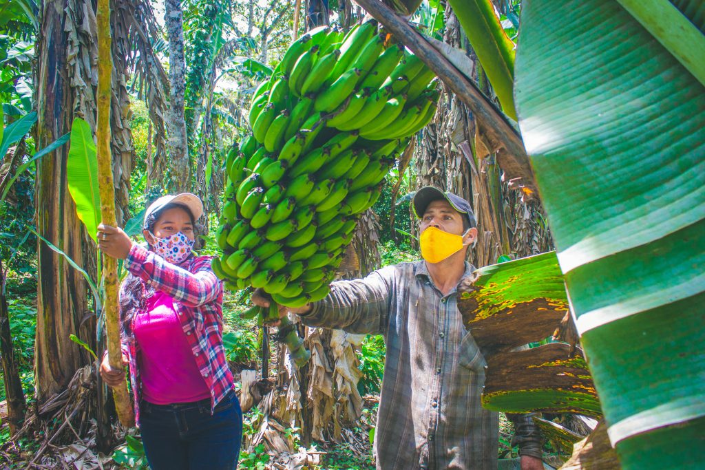 Coffee farm beneath bananas in Nicaragua.