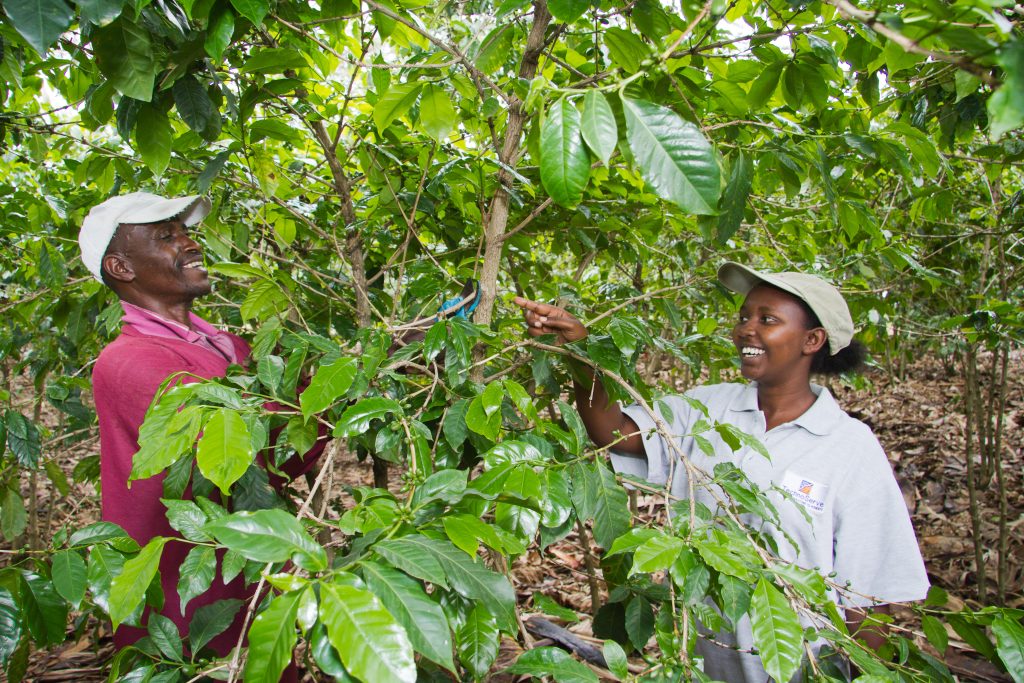 A coffee farmer in Rwanda inspects his trees. Part of TechnoServe's 2023 Year in Review. 