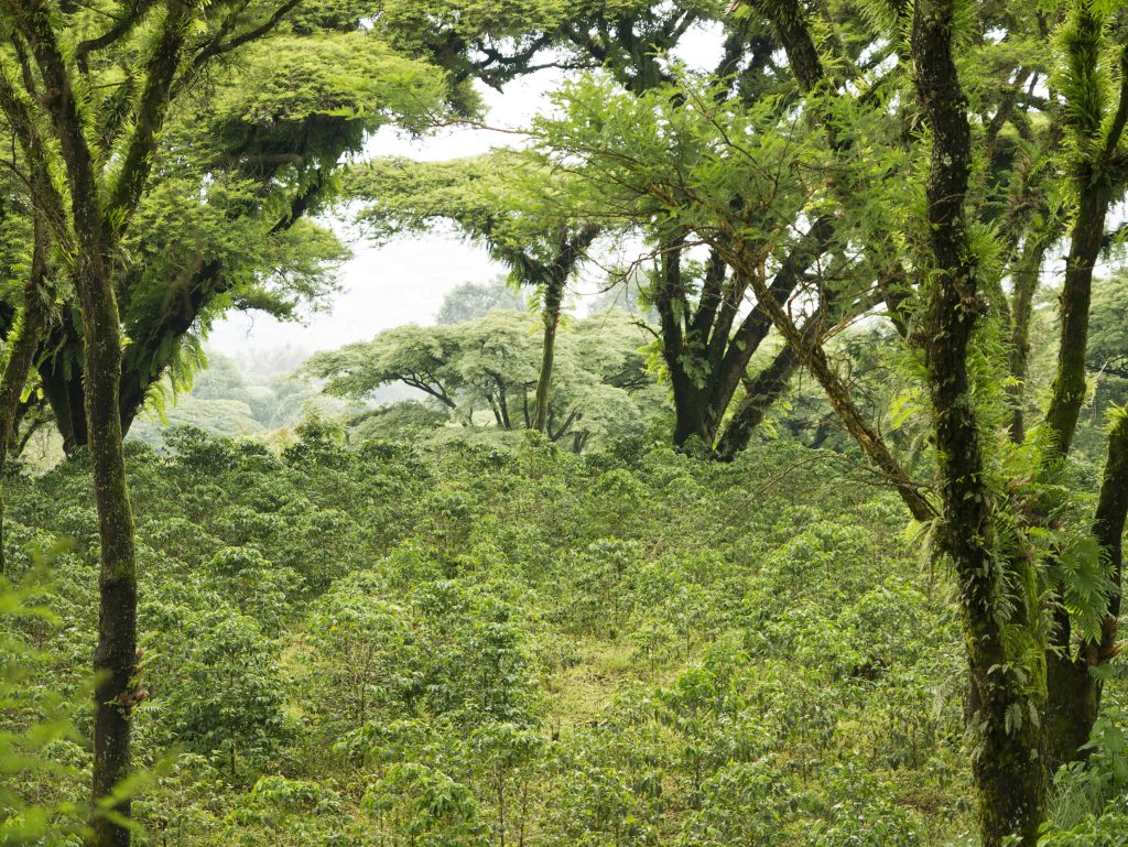 A green forest in Ethiopia. Part of the TechnoServe environmental news quiz. 