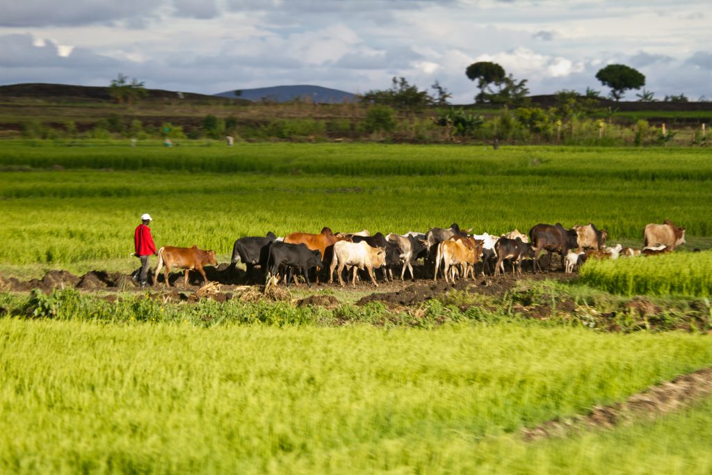 man herding cattle in field in Kenya