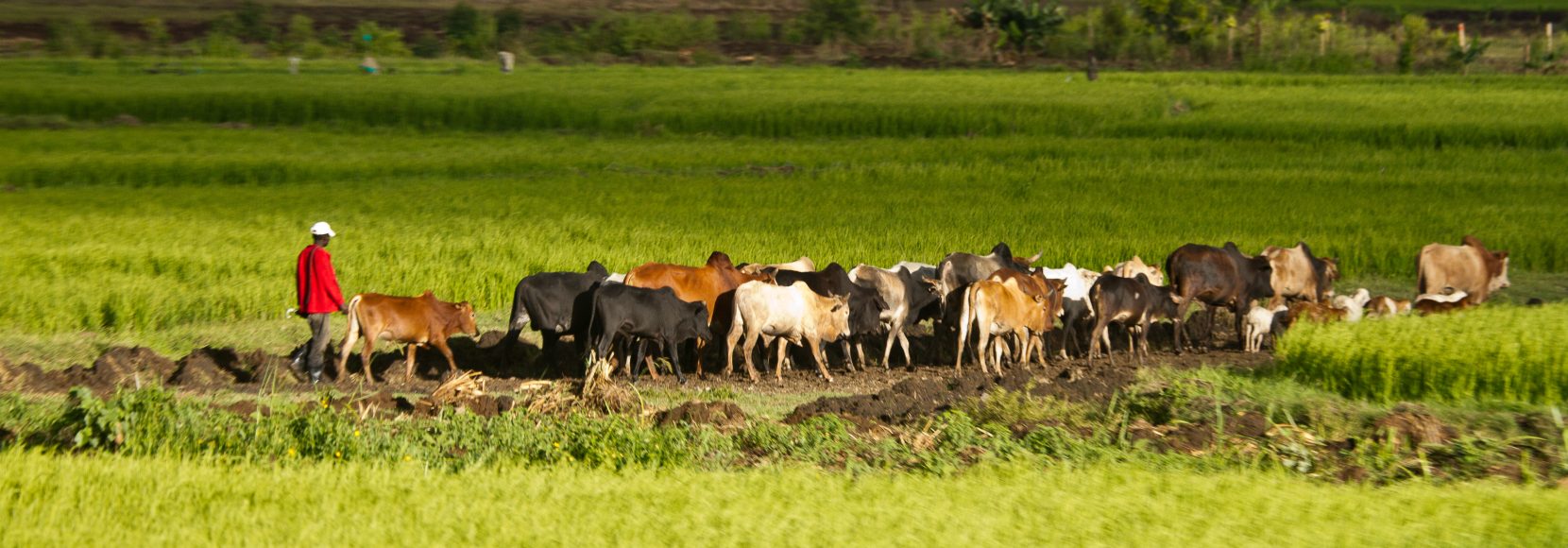 man herding cattle in field in Kenya