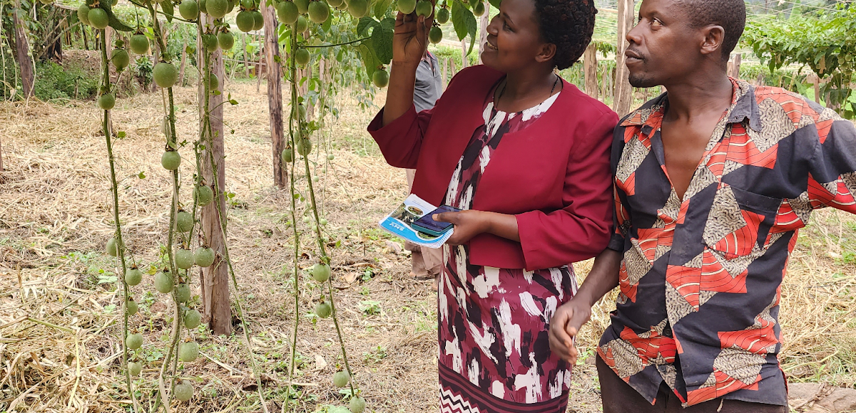 TechnoServe staff support farmers to monitor their fields on yield performance and adoption of climate-smart practices for passion fruit in Kamwezi Village, Rukiga District, Uganda.